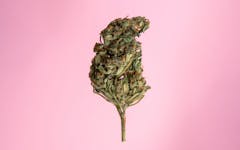 autoflowering, cannabis, marijuana, growing